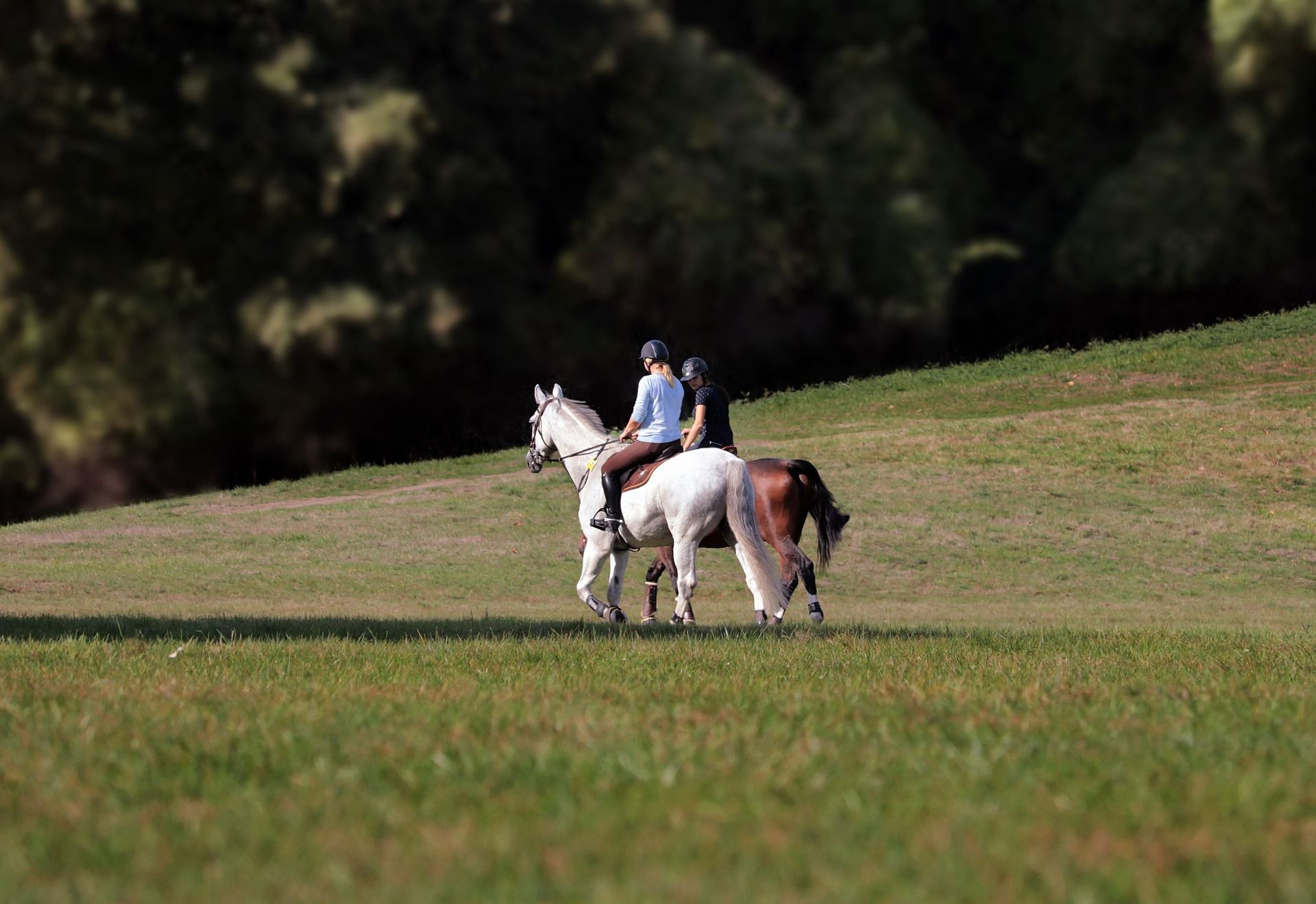 Équitation Équitation