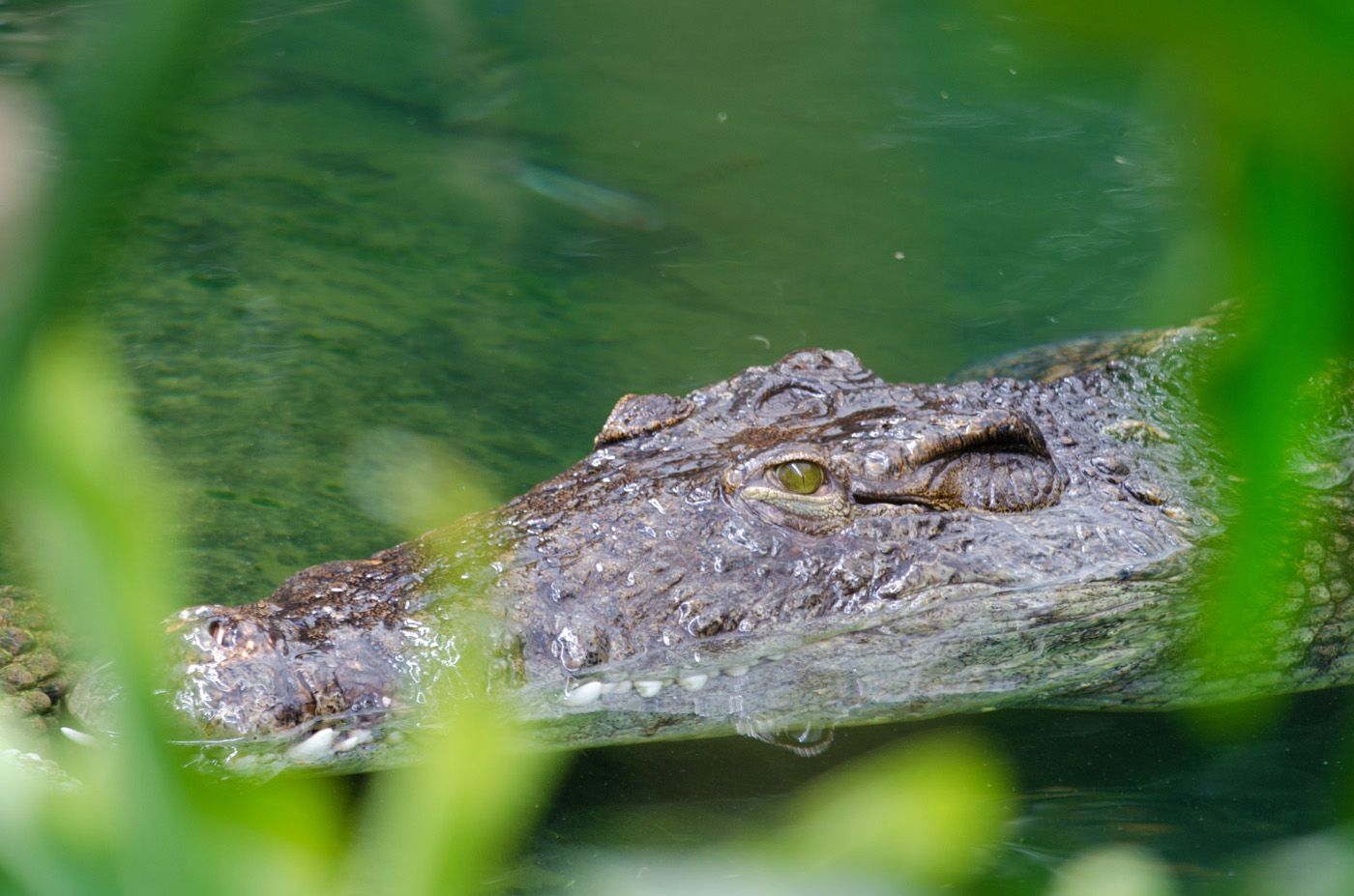 La ferme aux crocodiles La ferme aux crocodiles